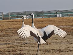 -盐城丹顶鹤湿地生态旅游区
