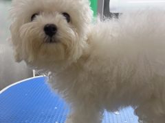 -瑞派动物医院·猫专科·至诚(江南中分院)