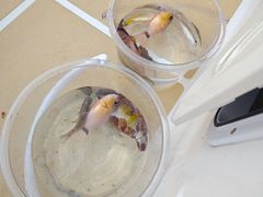 -铭轩中餐厅·海南菜·粤菜(亚龙湾瑞吉店)