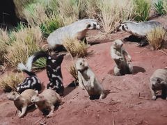 -陕西自然博物馆