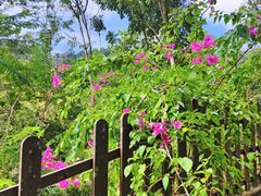 景点-槟城植物园