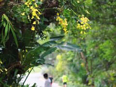 -深圳仙湖植物园