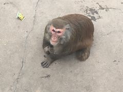 -西安秦岭野生动物园