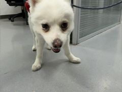 -心仪动物医院·牙专科·肿瘤·心脏科(西客站院)