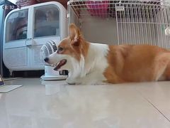 -翊宠yipet猫狗购宠庄园犬舍•猫舍