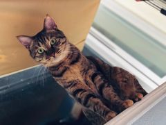 -联萌宠物医院(猫病专科)
