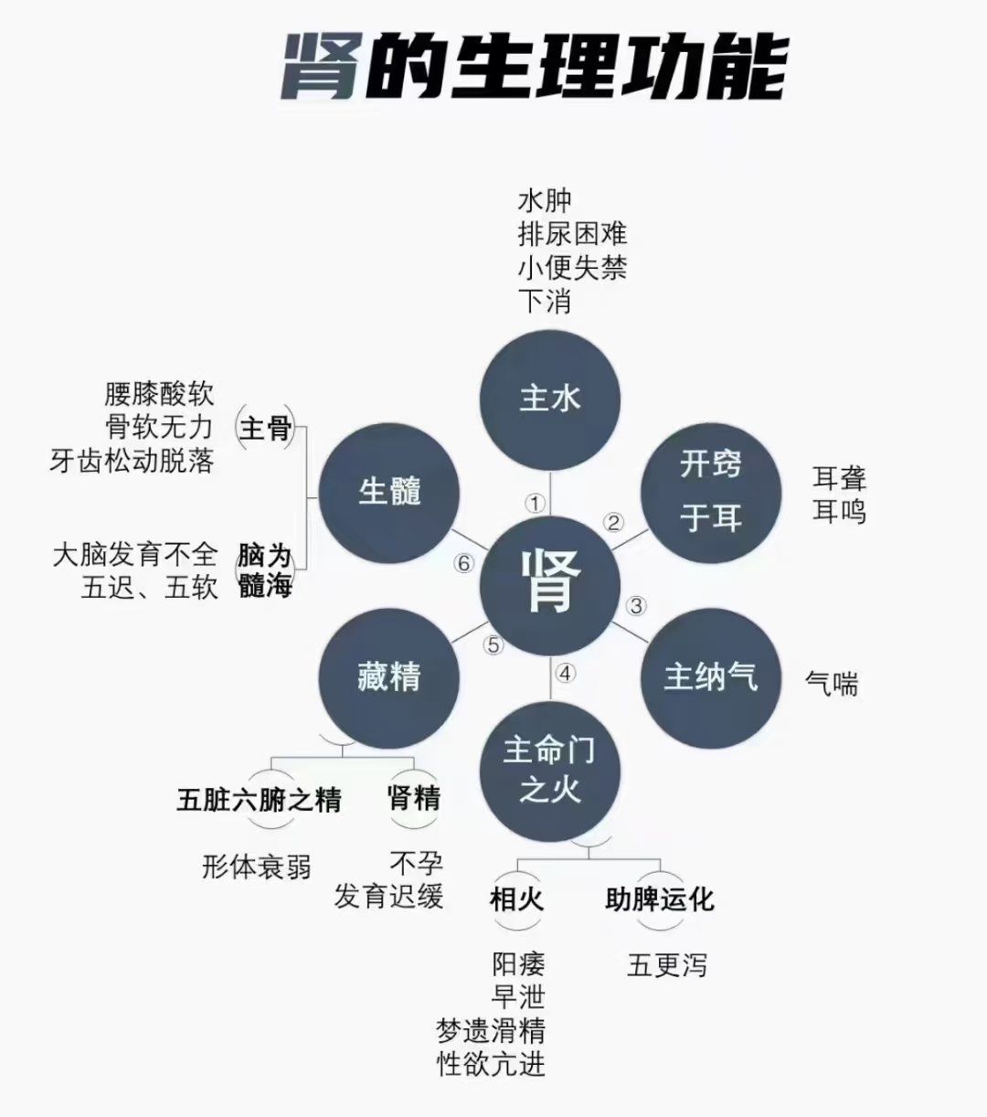 肾为作强之官,肾为先天之本,藏志,腰为肾之腑,在五行属水;
生理功能