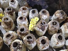 黄金菇-仙蘑洞