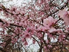 -桃花堤公园