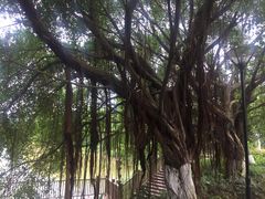 -张坝桂圆林公园