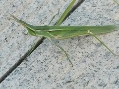 -山东省科技馆(新馆)