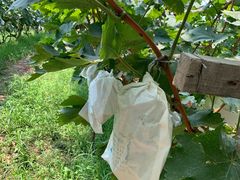 -马陆小张葡萄园农家乐