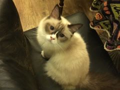 -猫色咖啡·猫咖