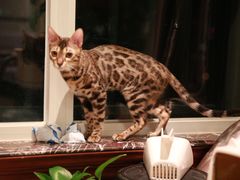 -猫大福·Fortune Cat猫舍(百子湾店)