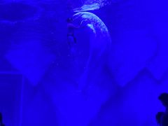 -上海海昌海洋公园-冰山北极馆