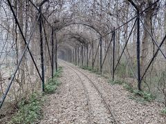 -合肥滨湖国家森林公园