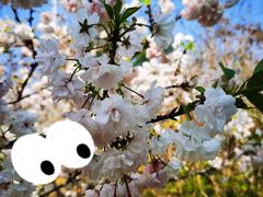 -天适樱花悠乐园