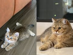 -老吴的猫·猫舍(新区店)