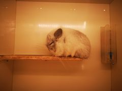 -龙猫仔乐园(惠福东路店)