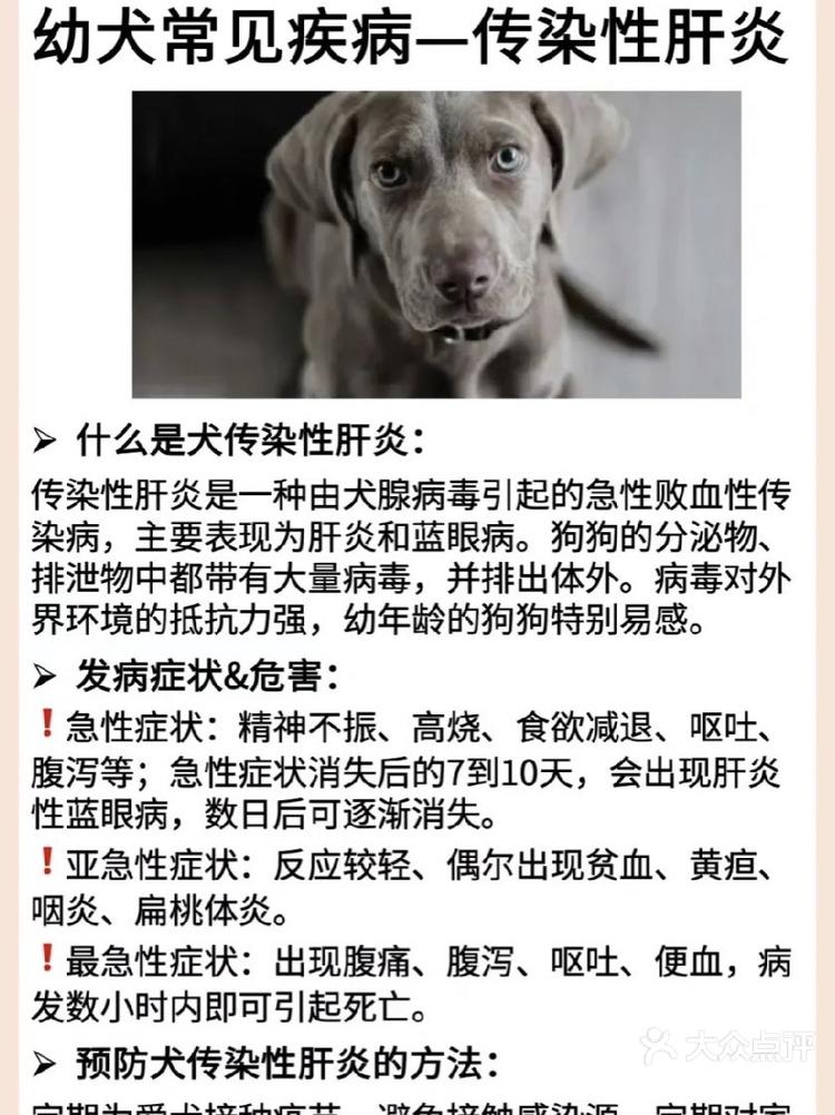 犬腺病毒症状图片