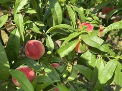 -桃源山庄·水蜜桃采摘·柴火鸡·烧烤团建(龙泉山店)