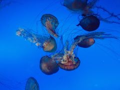 -太平洋海底世界