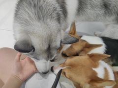 -怪兽屋·羊驼·猫咖·狗咖(俊华广场店)