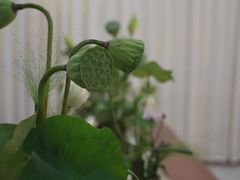 -汉艺唐风茶艺培训(联发华美空间店)