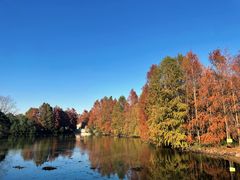 -上海海湾国家森林公园