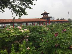 -曹州百花园