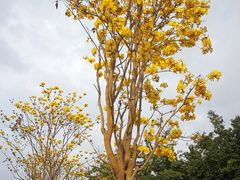 -香蜜公园
