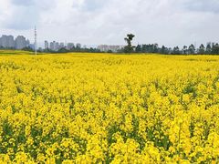 -三圣花乡旅游区