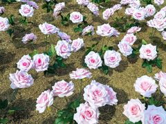 -祥源·阜阳生态乐园