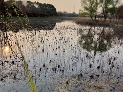-漕湖湿地公园