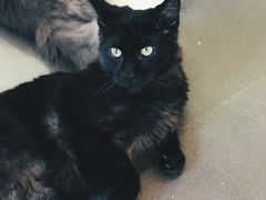 -十年猫舍·猫咪专门店(普陀店)