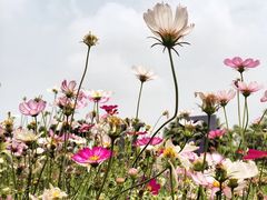 -广东花都香草世界旅游度假区