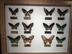 -上海昆虫博物馆