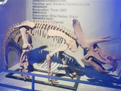 -恐龙探索乐园(磁器口店)