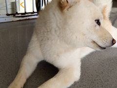-喜柴咖啡·柴犬狗咖