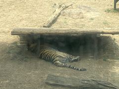 -大连森林动物园