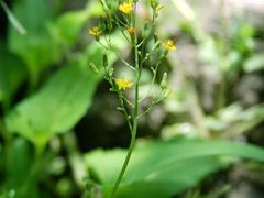 -宁波五龙潭景区