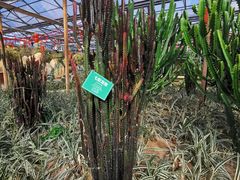 -南宫五洲植物乐园