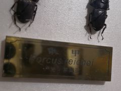 -上海昆虫博物馆