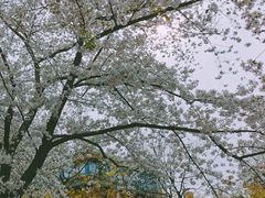 -嘉定紫藤园