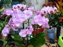 -双季花艺园艺市场(浦东店)