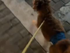 -暖阳宠物医院·犬猫康复中心·骨科