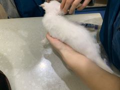 -佩兹宠物医院肿瘤专科·眼科·牙科(黄浦店)