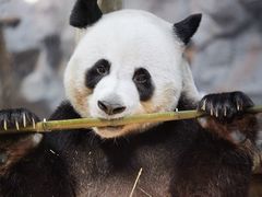 -栾川竹海野生动物园
