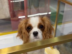 -FAELING PETS美天灵宠物(合生汇店)