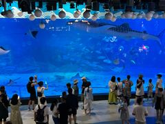 -烟台海昌鲸鲨海洋公园